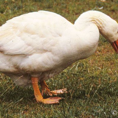10 Reasons to Consider Raising Geese